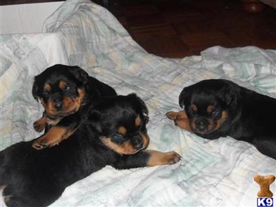 Rottweiler Puppies for Sale